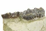 Fossil Titanothere (Megacerops) Jaw - South Dakota #300032-4